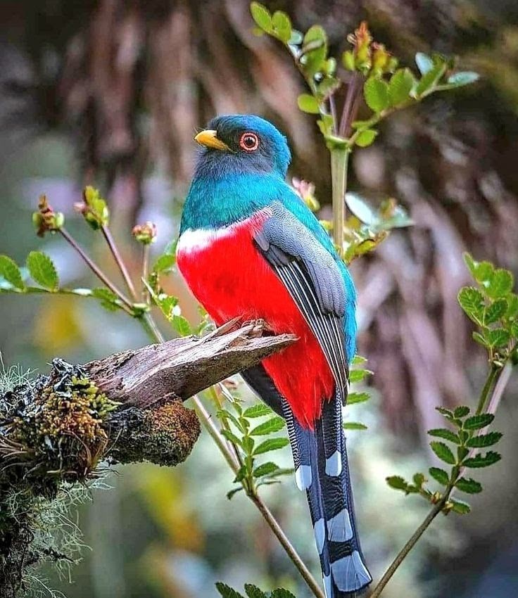 Kanson Wouj/Cacos or Hispaniola Trogon. Photo via Pinterest