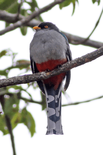 A Kanson Wouj or Cacos as pictured on March 26, 2009, at Sierra de Bahoruco National Park in the south-western Dominican Republic region near Haiti's border. Photo via Wikipedia Commons.